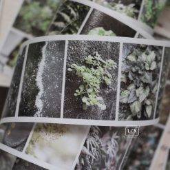 Lin Chia Ning Tape Journey - Leaf (washi or PET) - Image 6