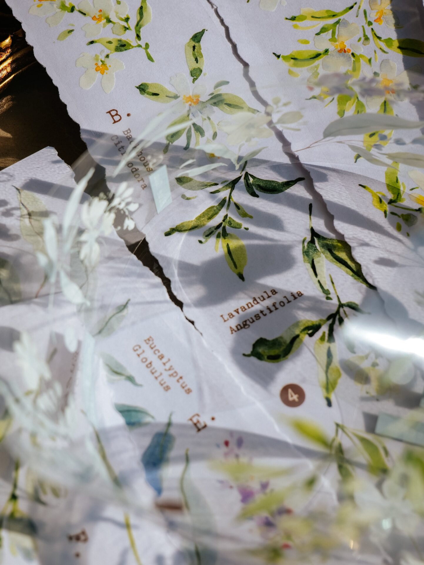 Meow Illustration Tape - Scent.floral