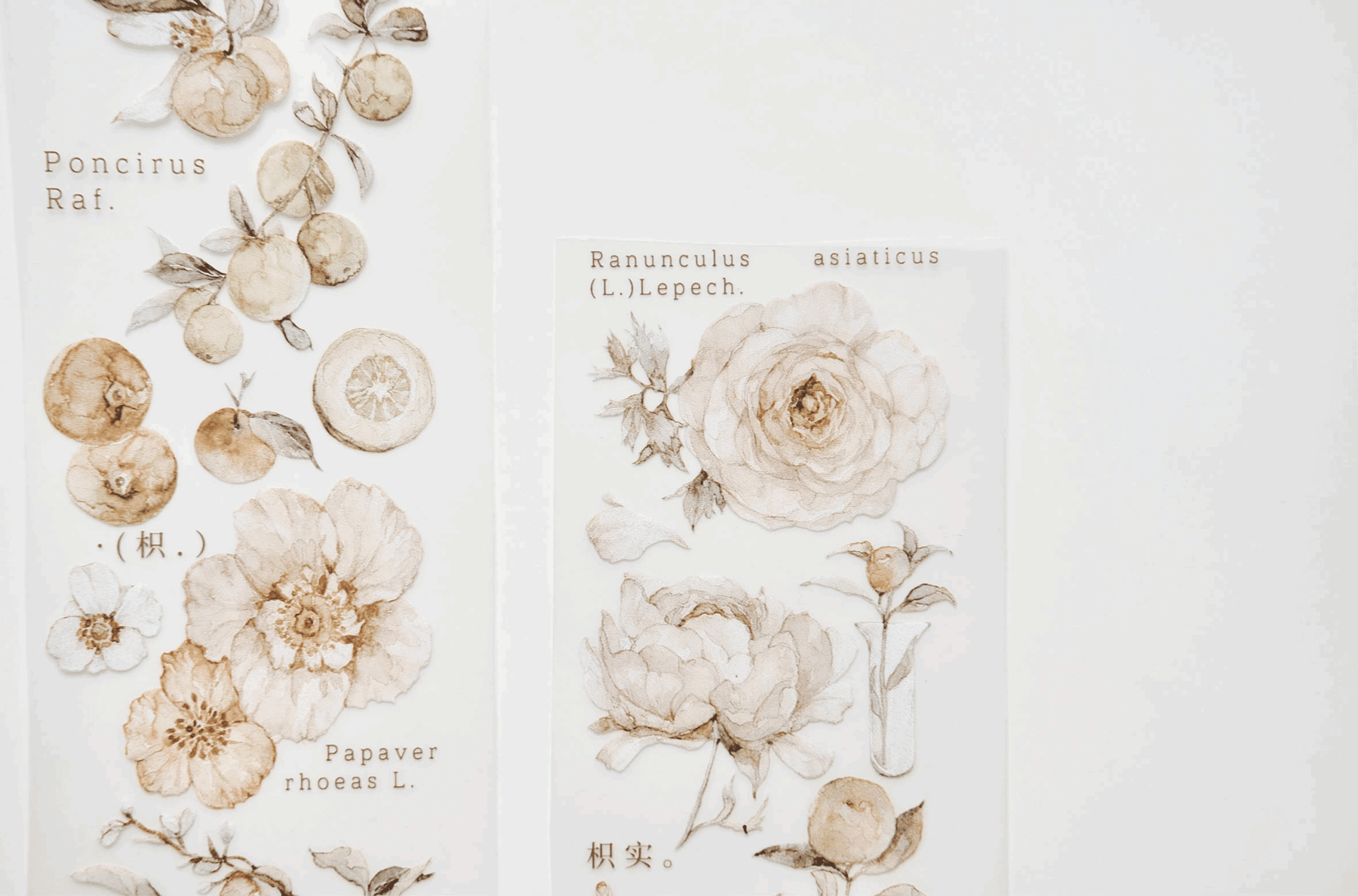 Freckles Tea Vol. 3 Collection - Tangerine (PET or Washi) - Image 9